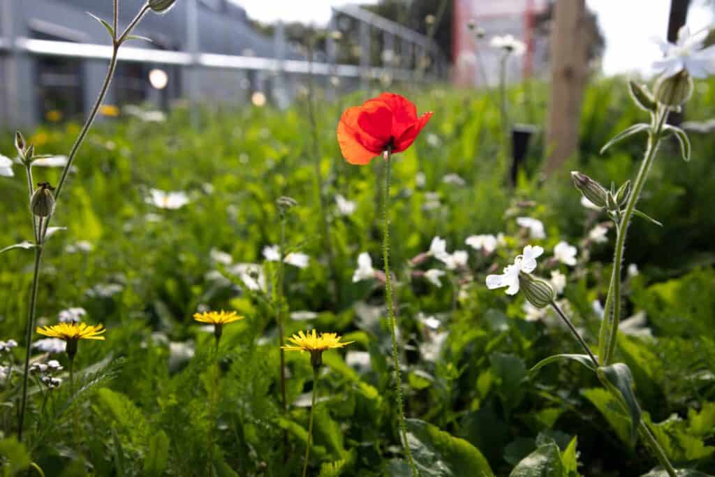 MIP-Car-park-wildflowers-scaled-1