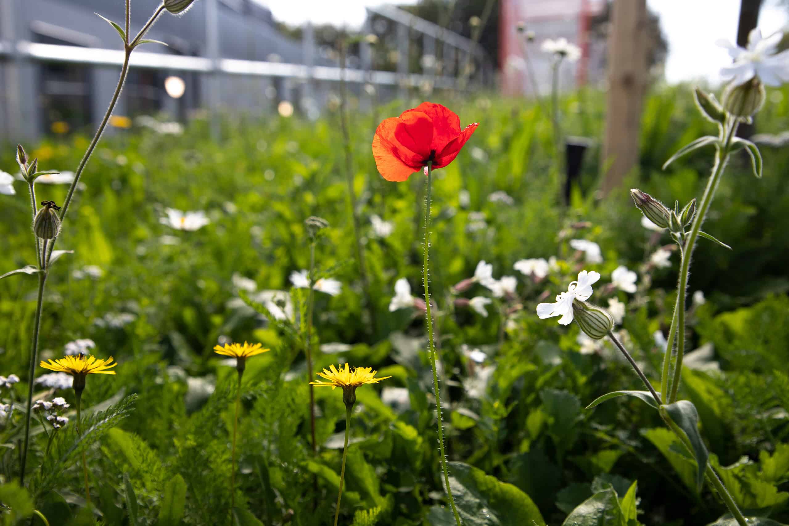 Babcock Devonport wildflowers