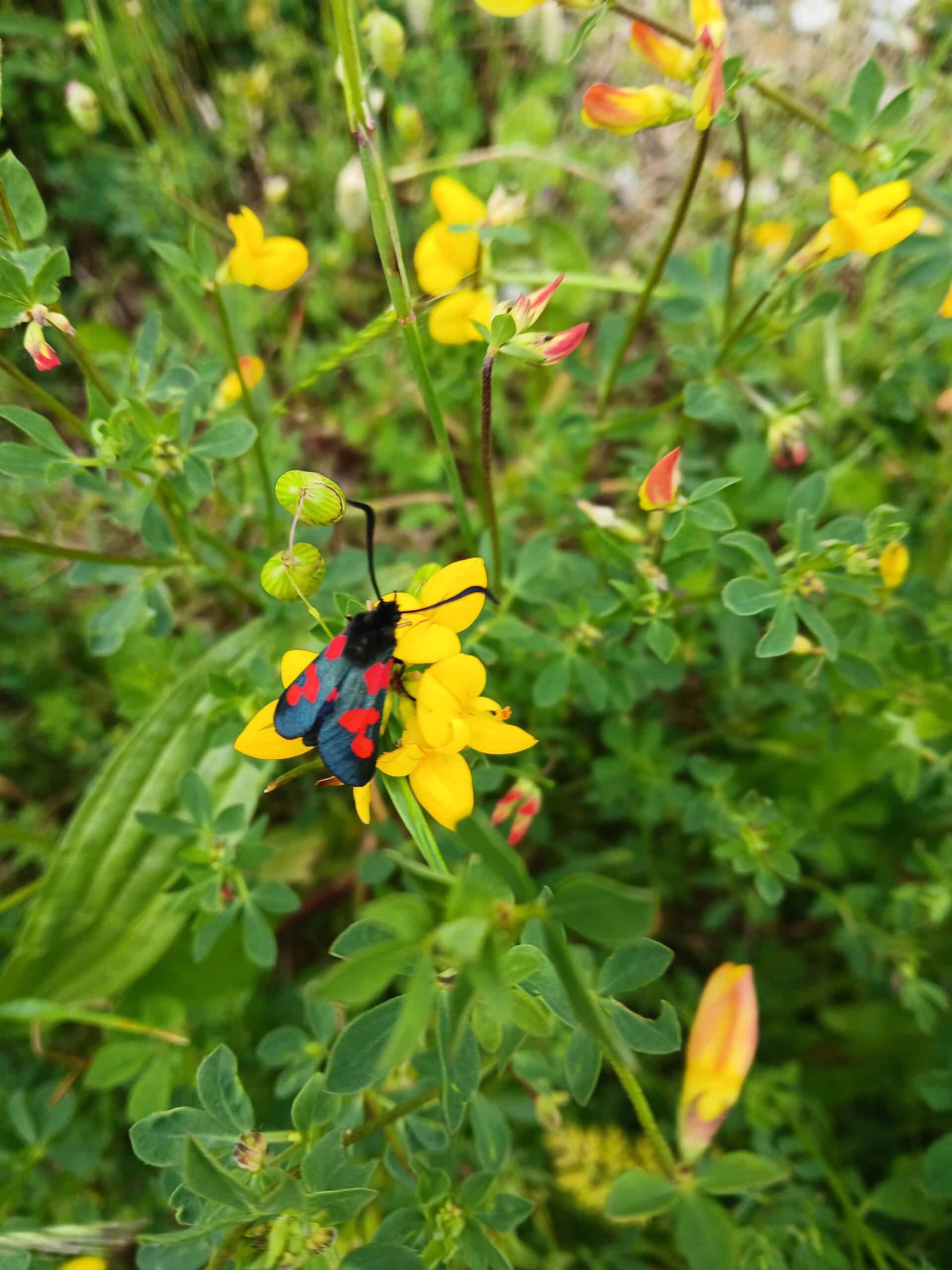 Bird's foot trefoil and burnet moth