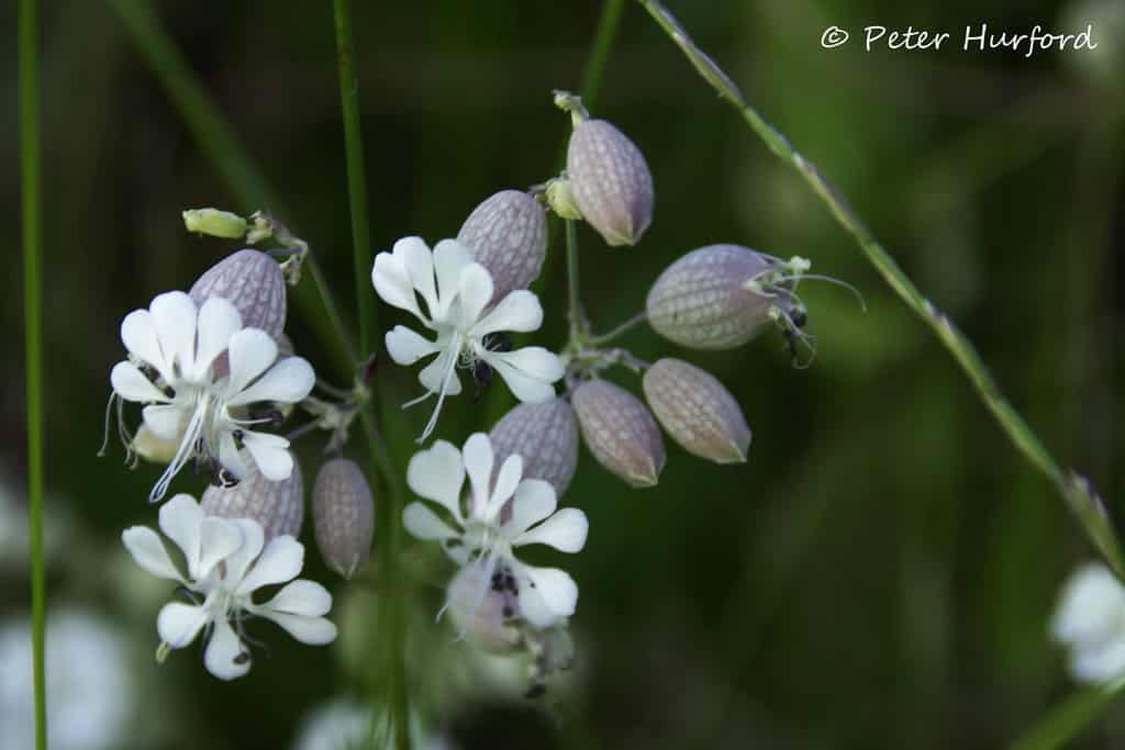 Bladder campion_4735041555_218885dddd_b