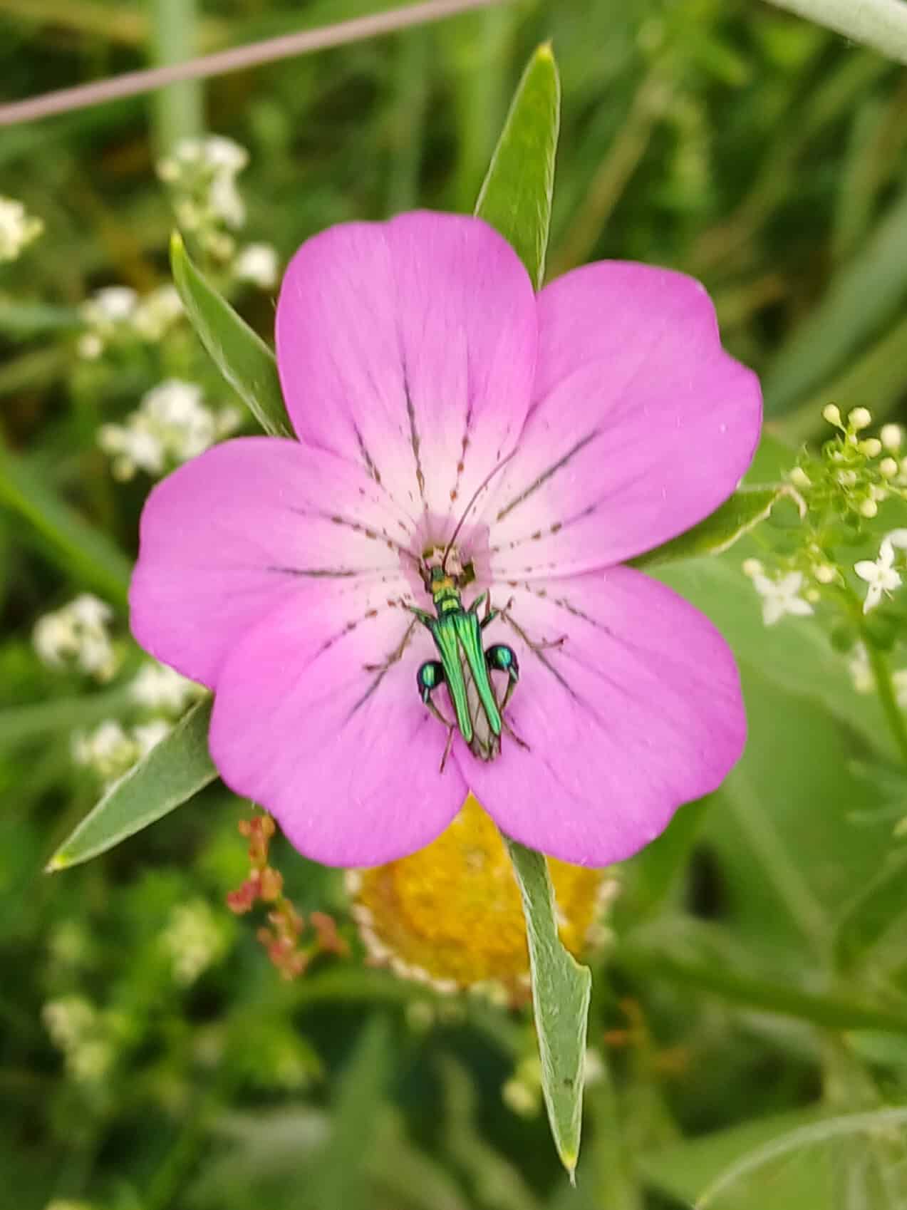 Corncockle, Agrostemma githago