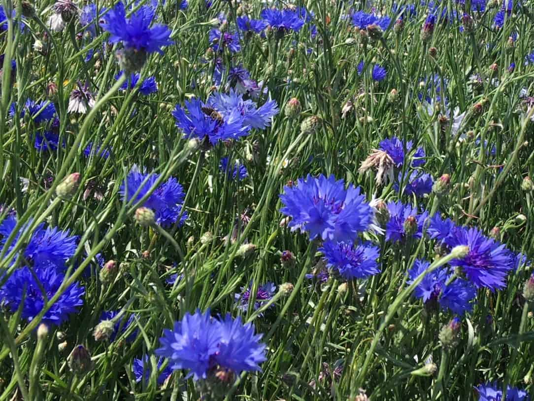 Cornflowers, Centaurea cyanus