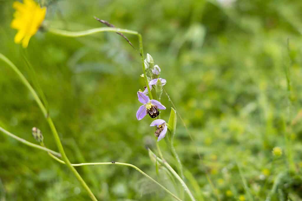Henly_Flowers-006
