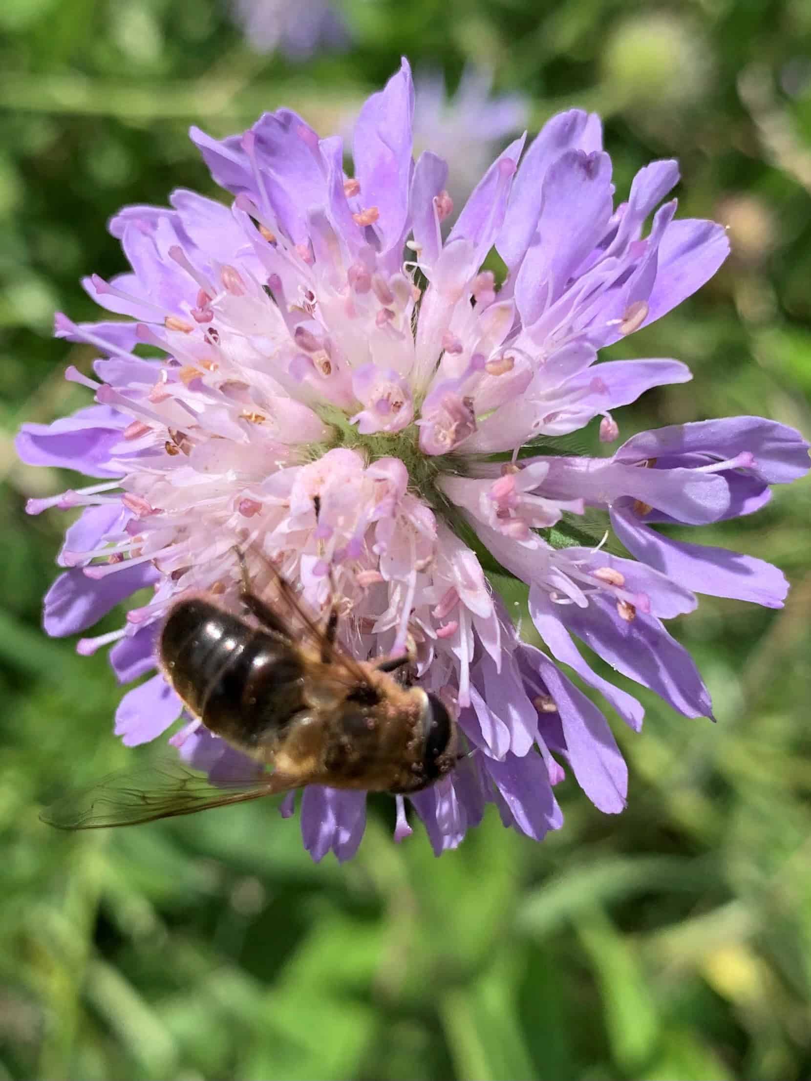 Honey bee on field scabious
