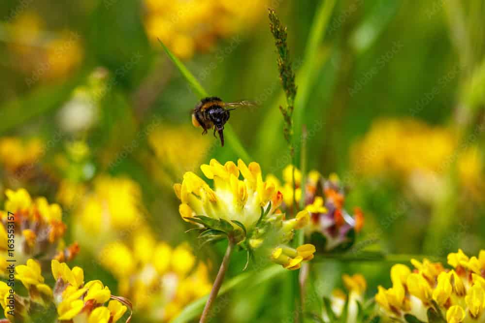 Kidney vetch_creativecommons_1000_F_163553157_Z1Ho6Mudyb3wzRKeackJB1FuMfPgdjO3