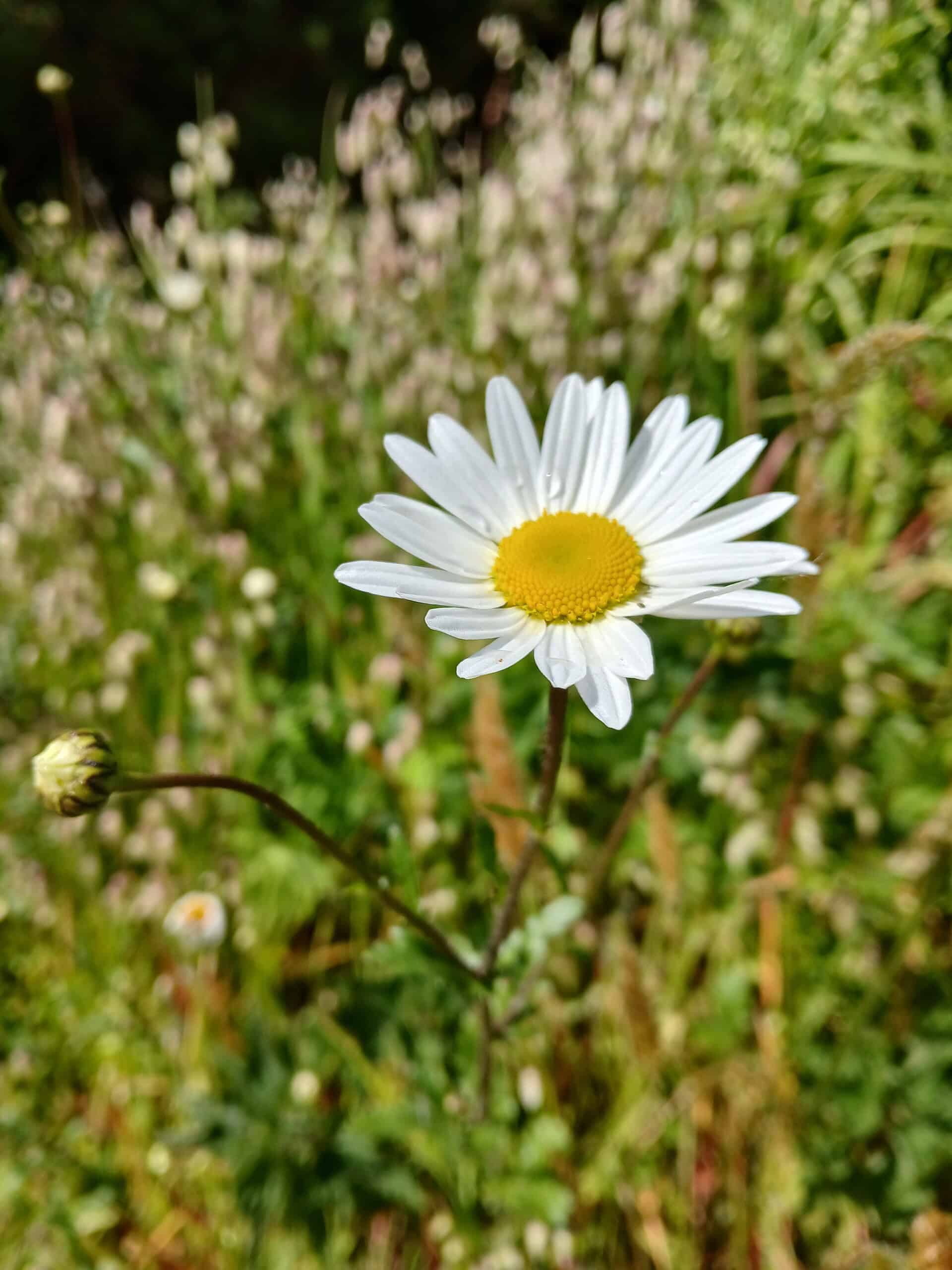 Oxeye daisy, Leucanthemum vulgare