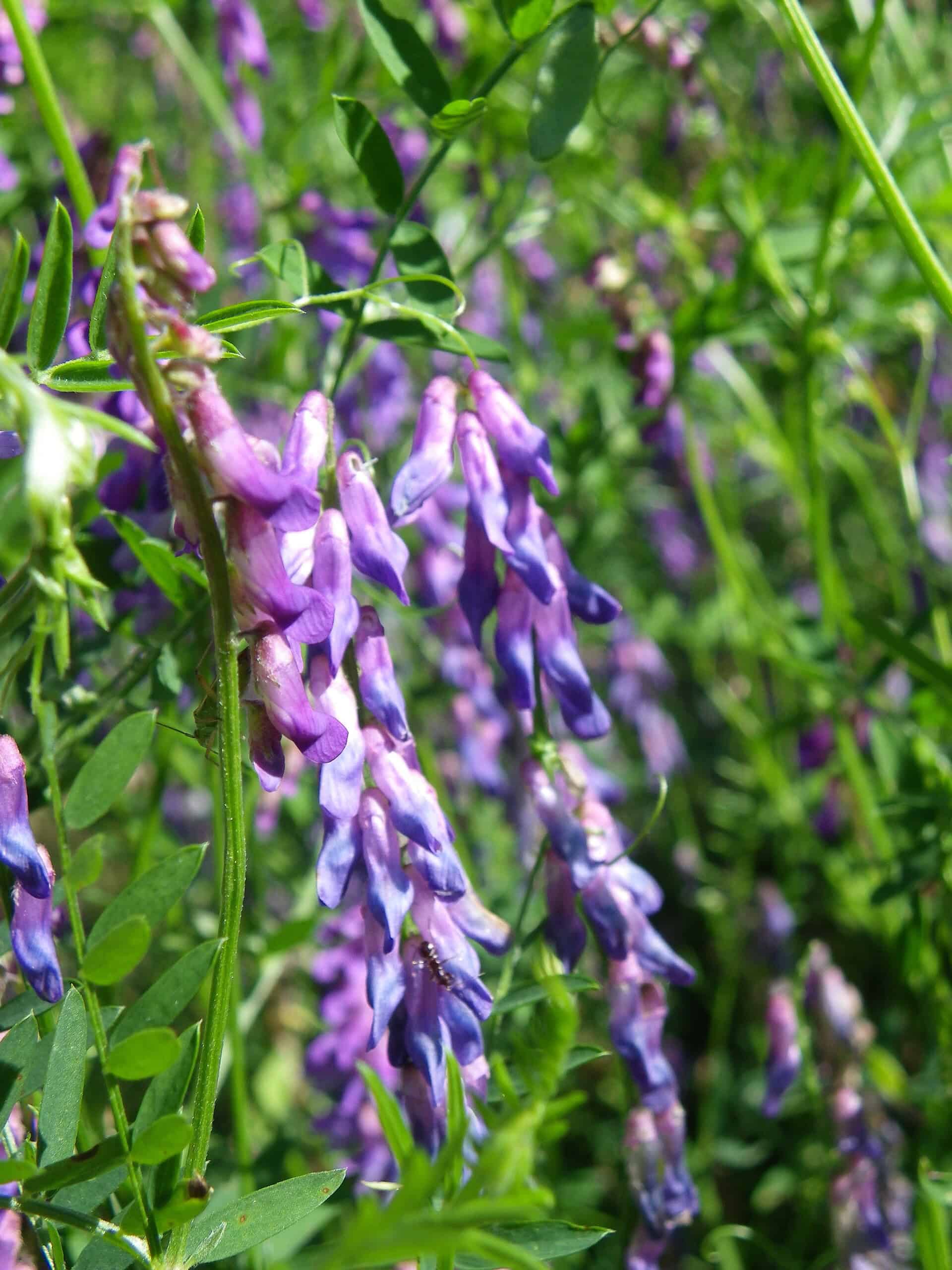 Tufted vetch, Vicia cracca