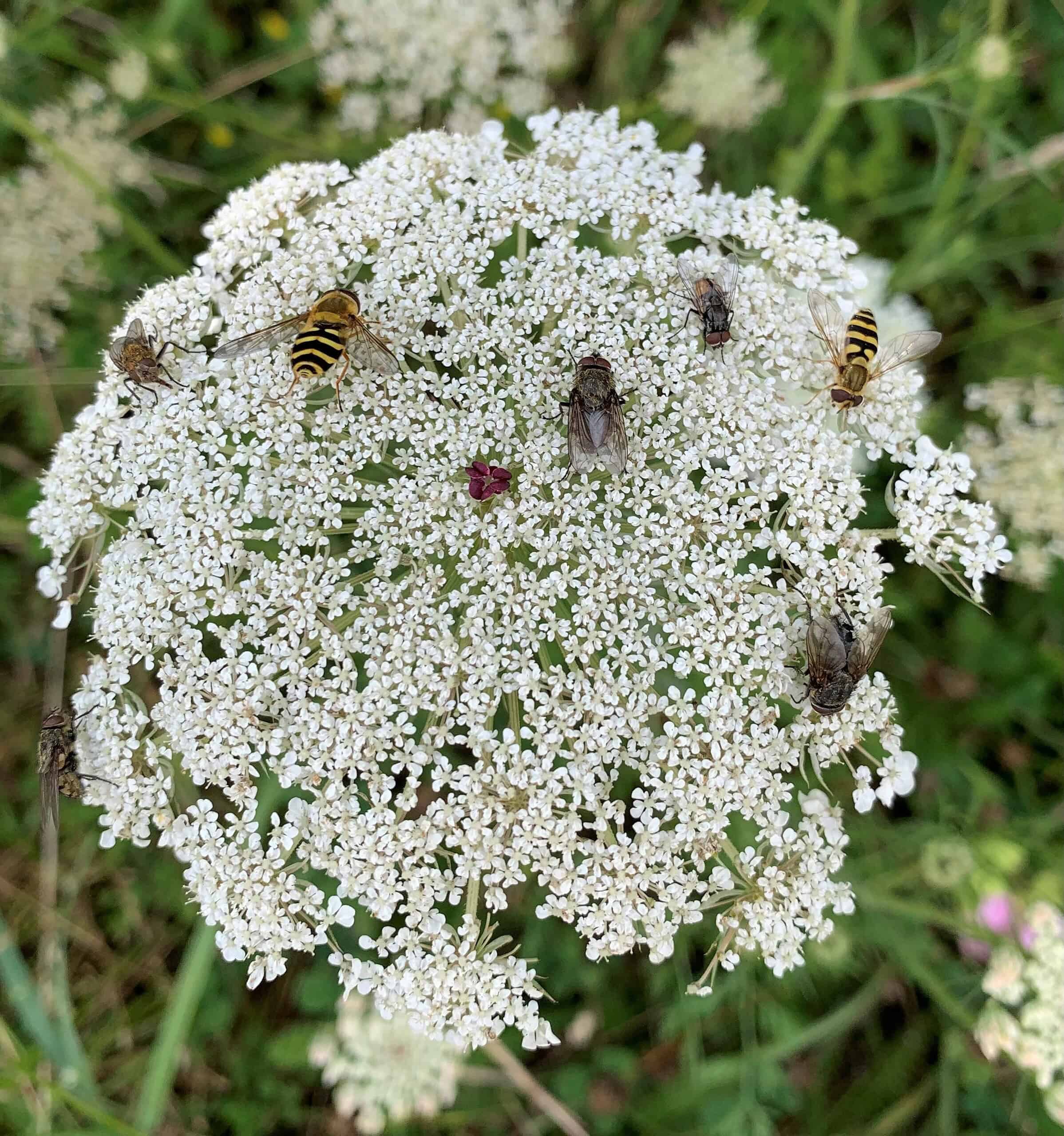 Wild carrot pollinator buffet