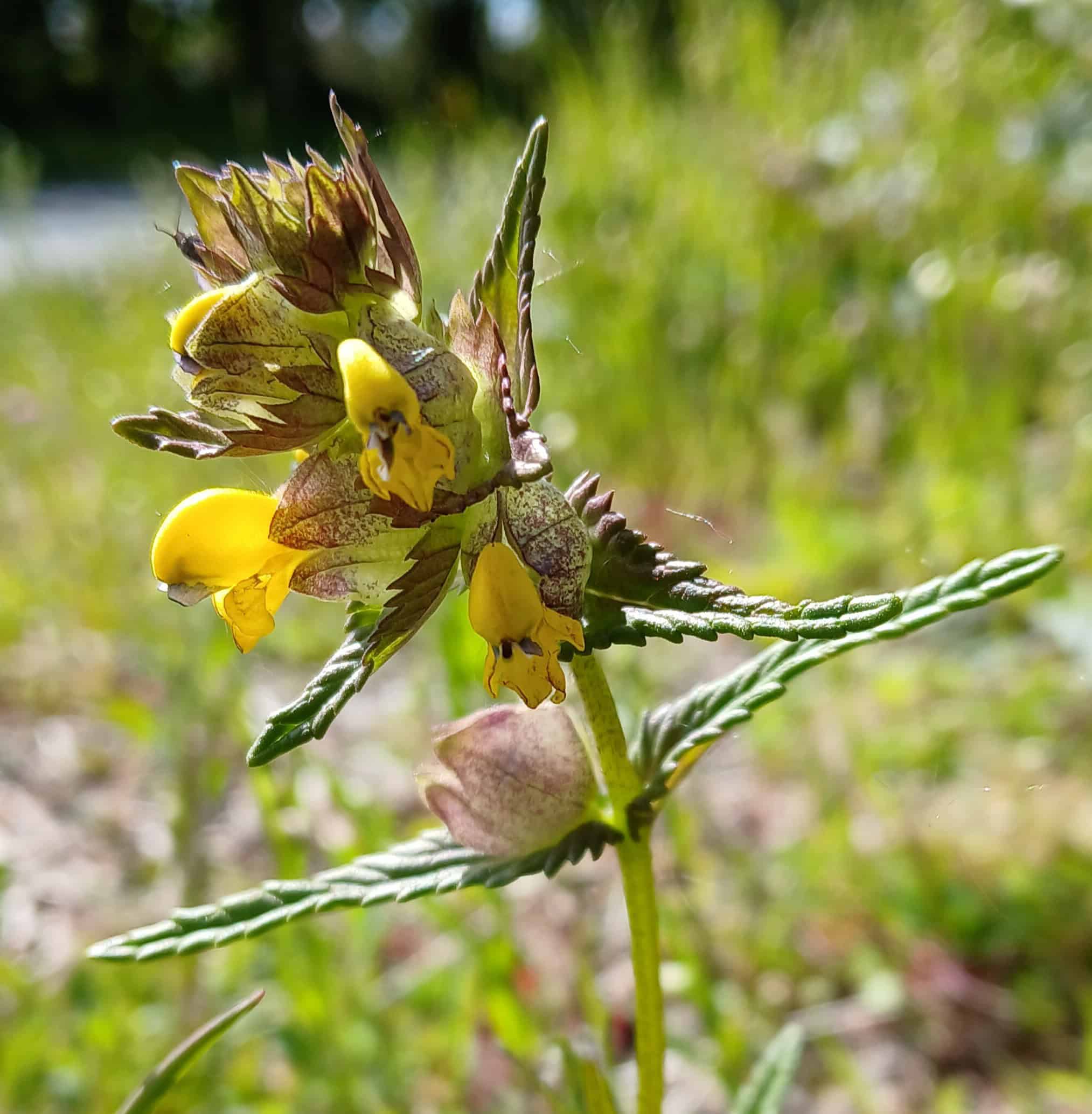 Yellow rattle, Rhinanthus minor