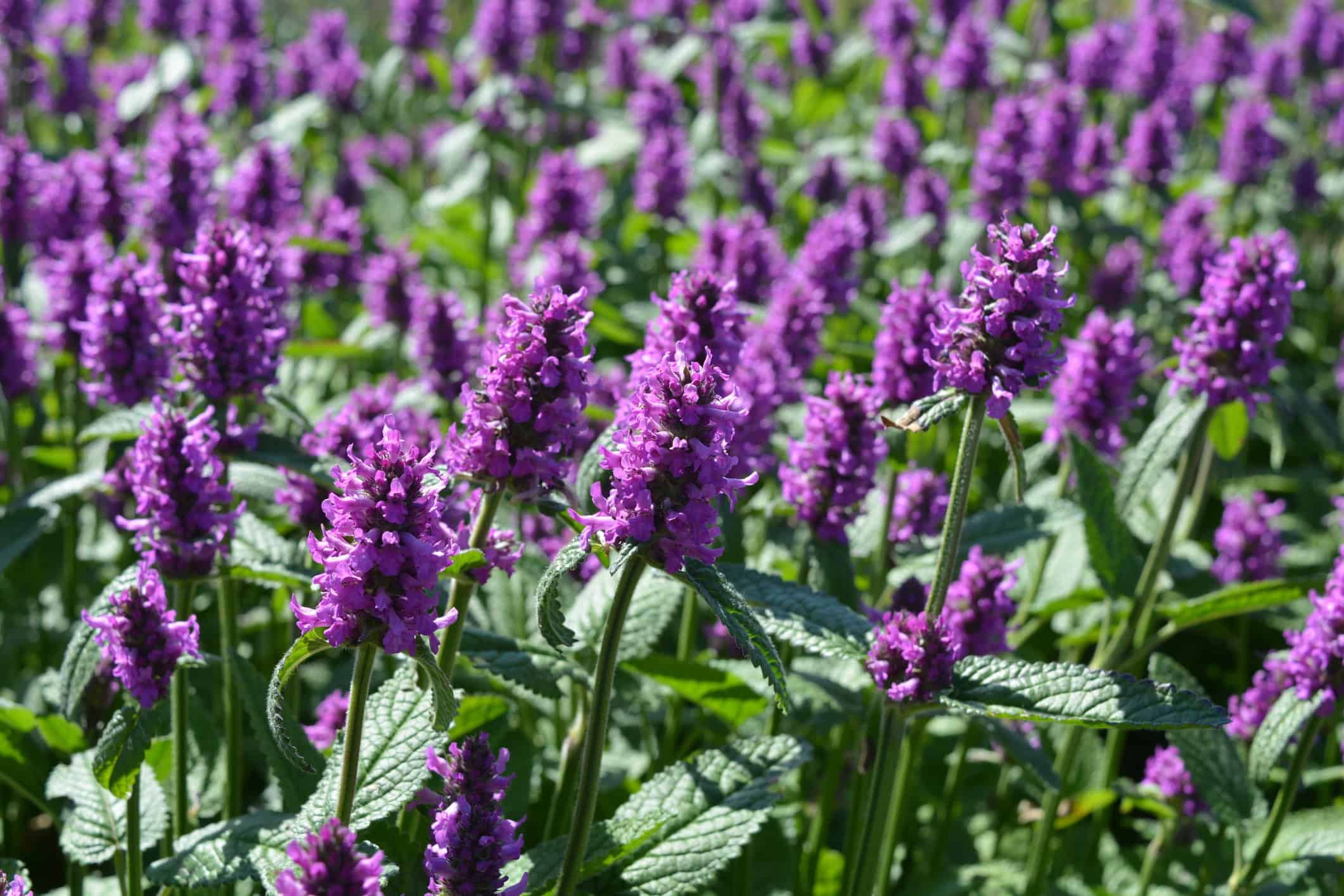 Stachys monieri Hummelo, also known as Wood Betony