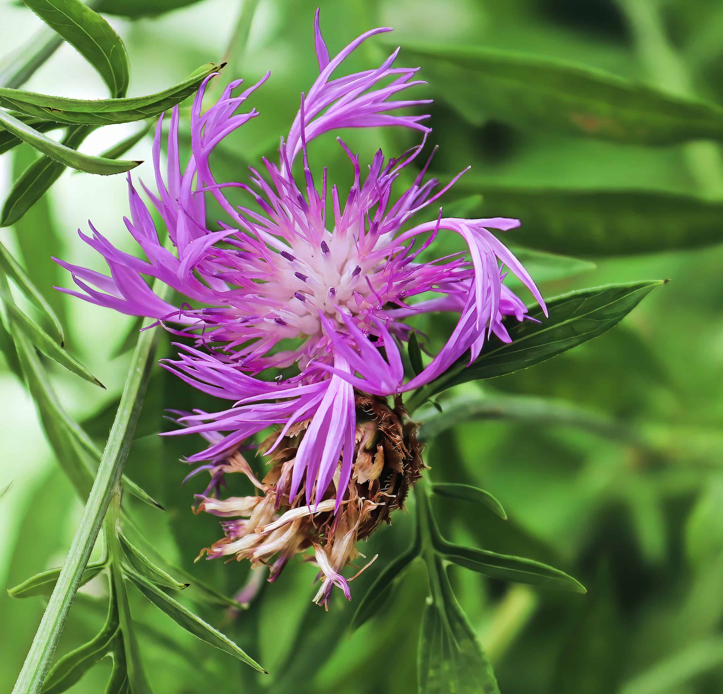 common-knapweed