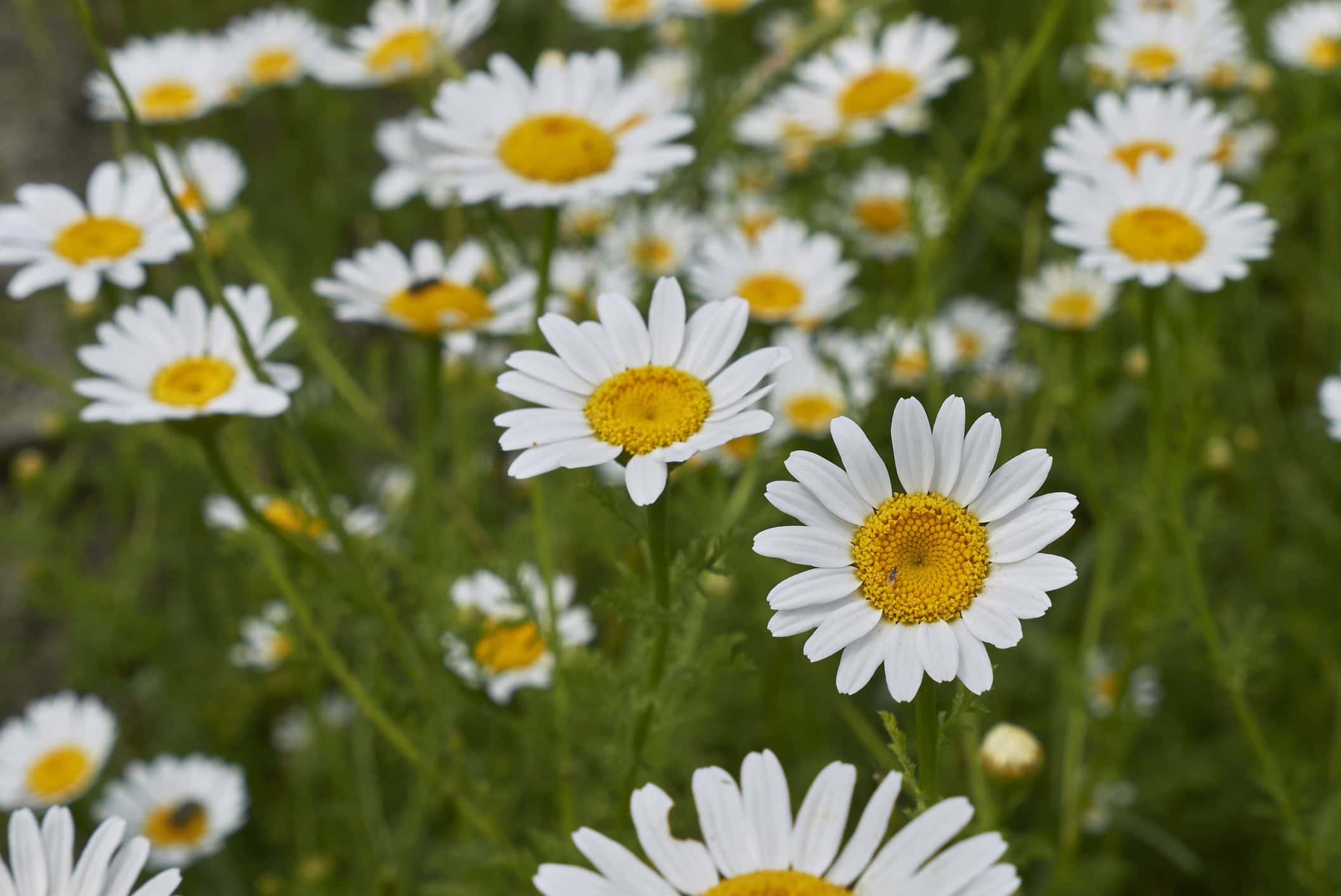 Anthemis arvensis L.