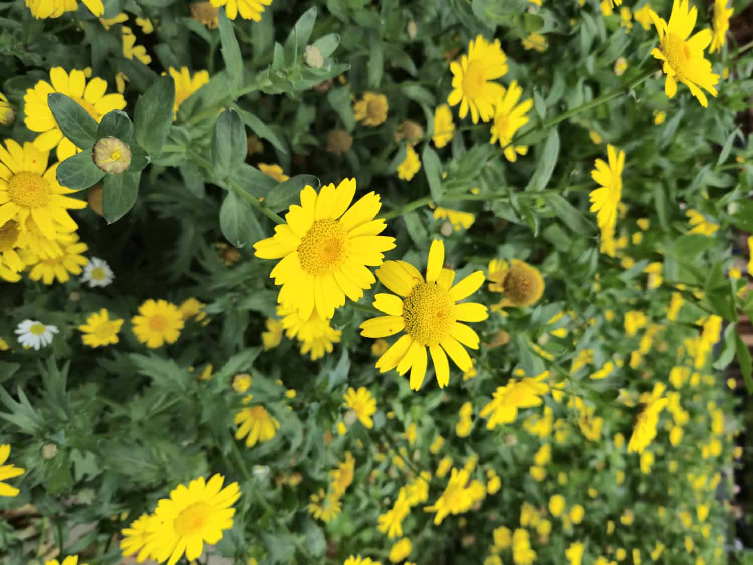 Corn Marigold in bloom