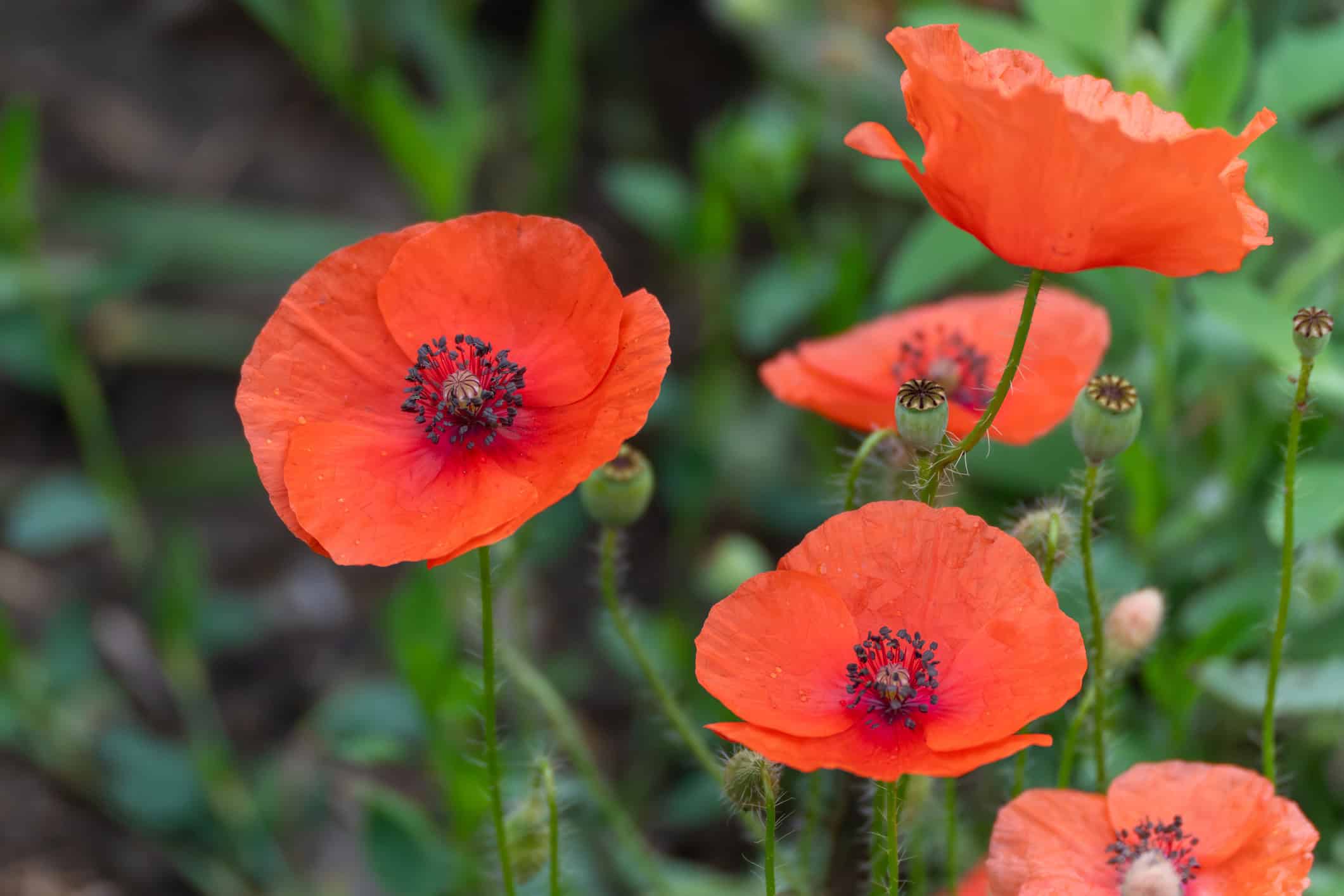 Red poppies in full bloom.