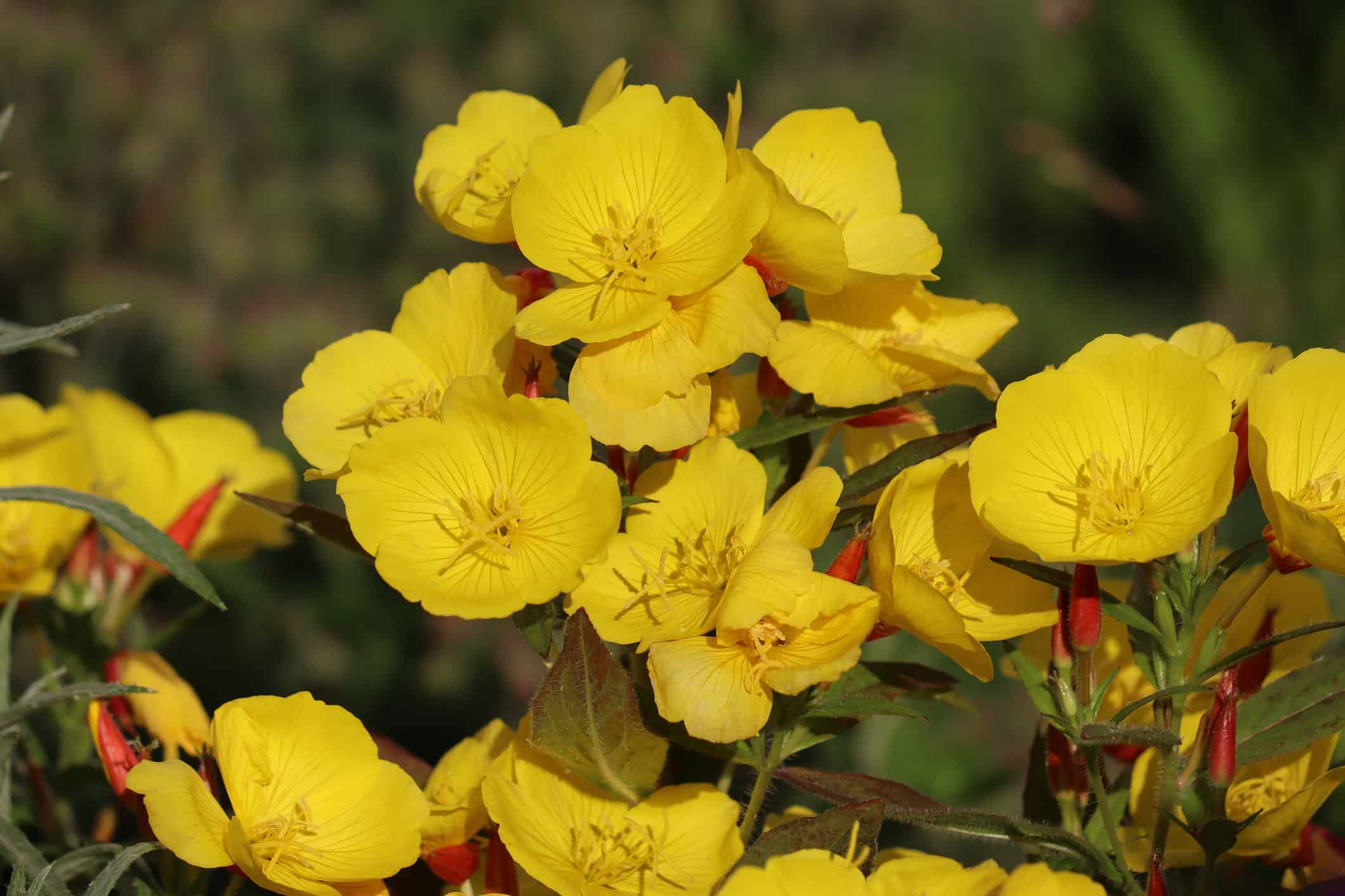 Yellow flowers of Common evening-primrose (Oenothera biennis) in summer garden