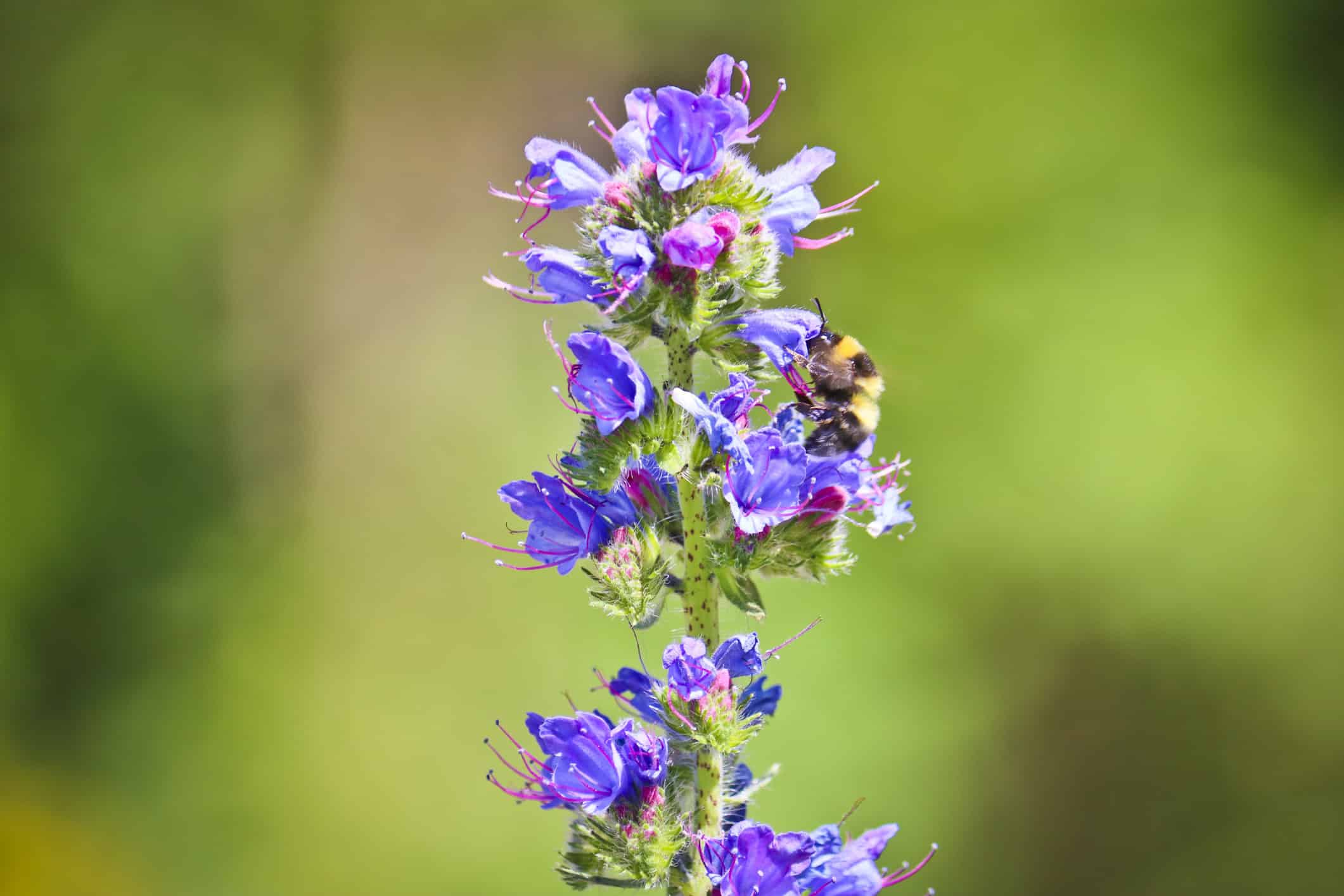 Blue melliferous flowers - Blueweed (Echium vulgare). Viper's bugloss is a medicinal plant. Macro.